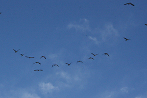 Bird-friendly Windows