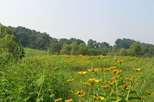 Open Space Management