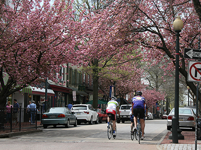 Cherry Trees