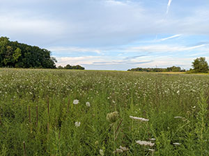 field