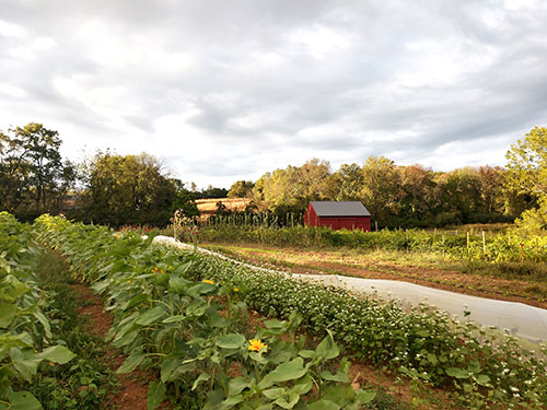 Agriculture Photo