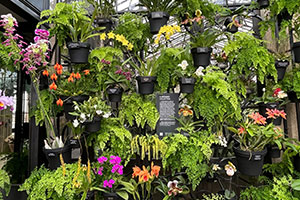 Orchid House